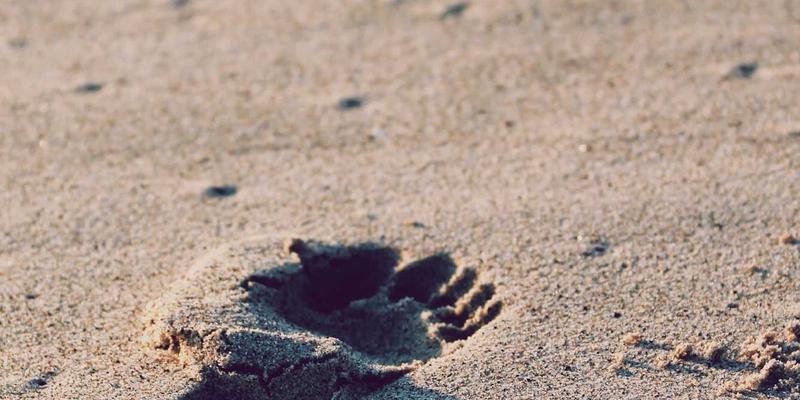 eBPF技术深度解析：从内核可观测性到网络性能调优的实战指南