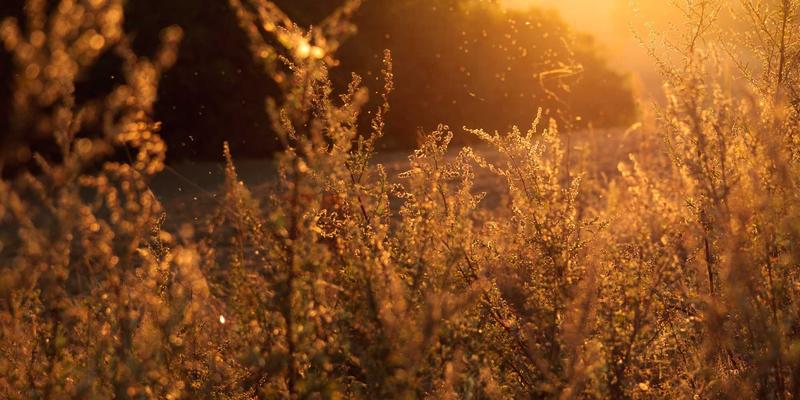 网络知识98：赛博朋克如何从科幻预言演变为科技现实的导航图